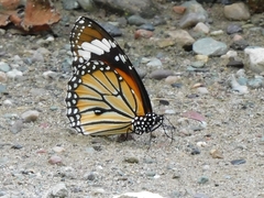 Danaus genutia