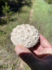 Calvatia sculpta