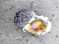 Ostreidae