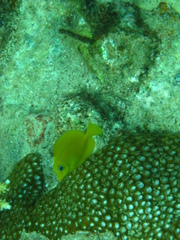 Acanthurus coeruleus