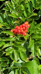 Sorbus sambucifolia