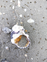 Ostreidae