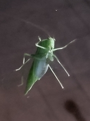 Microcentrum retinerve