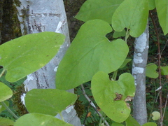 Aristolochia californica