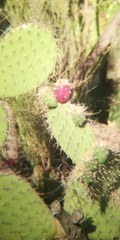 Opuntia oricola