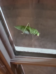 Microcentrum retinerve