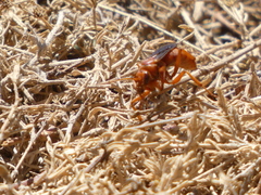 Tachypompilus unicolor