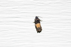 Epiblema tripartitana