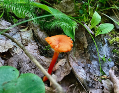 Hygrocybe cantharellus