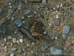 Caprona ransonnettii