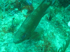 Priacanthus hamrur
