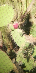 Opuntia oricola