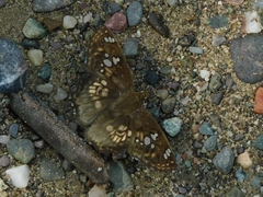 Caprona ransonnettii