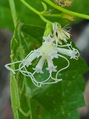 Ageratina occidentalis
