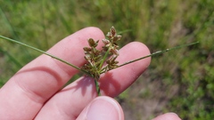 Cyperus bipartitus