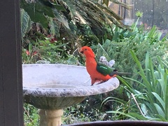 Alisterus scapularis