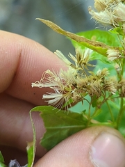 Ageratina occidentalis