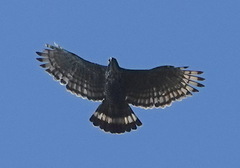 Nisaetus alboniger