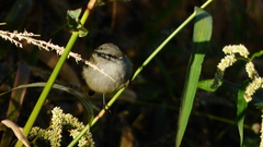 Serpophaga nigricans