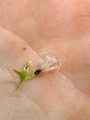 Ageratina occidentalis
