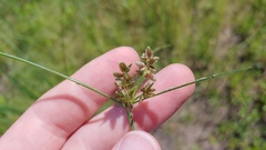 Cyperus bipartitus