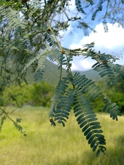 Prosopis juliflora