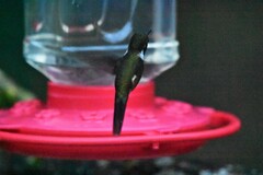 Philodice mitchellii