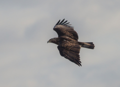 Aquila heliaca