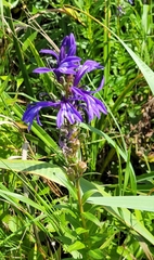 Lobelia sessilifolia