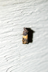 Epiblema tripartitana