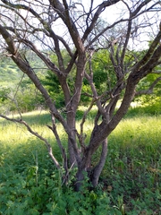 Prosopis juliflora