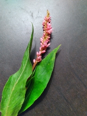 Persicaria amphibia