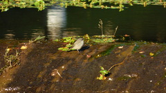 Serpophaga nigricans