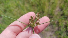 Cyperus bipartitus