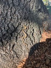 Pituophis catenifer catenifer