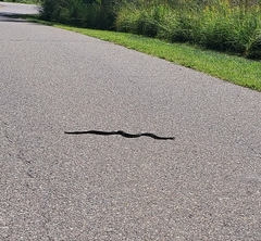Pantherophis ramspotti
