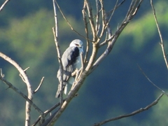 Elanus caeruleus