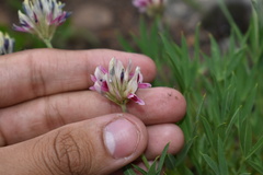 Trifolium dasyphyllum