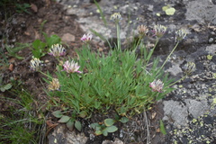 Trifolium dasyphyllum