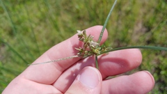 Cyperus bipartitus