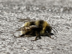 Bombus occidentalis