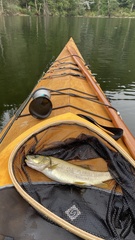 Ptychocheilus oregonensis