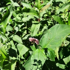 Sceliphron caementarium