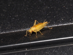 Cyrtoxipha columbiana
