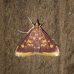 Pyrausta acrionalis