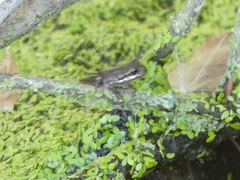 Pseudacris hypochondriaca