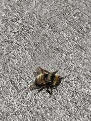 Bombus occidentalis