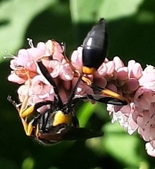 Sceliphron caementarium