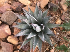 Agave shrevei