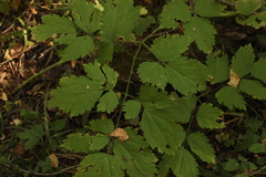 Actaea spicata